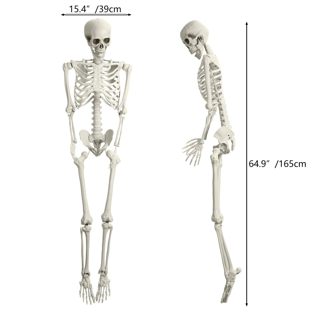 5.4FT 170cm Life Size Posable Skeleton with Movable Joints S754184