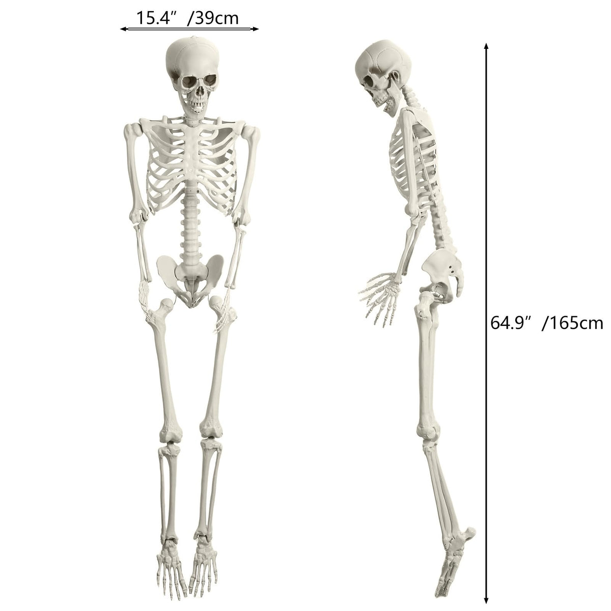 5.4FT 170cm Life Size Posable Skeleton with Movable Joints S754184
