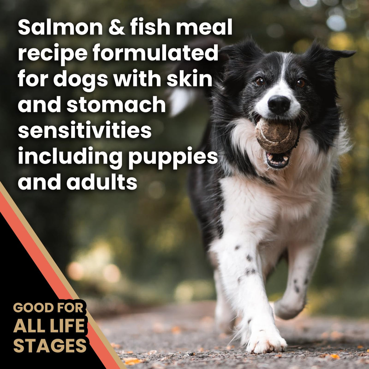 Salmon Meal & Brown Rice Dog Food, 30 lb X1913