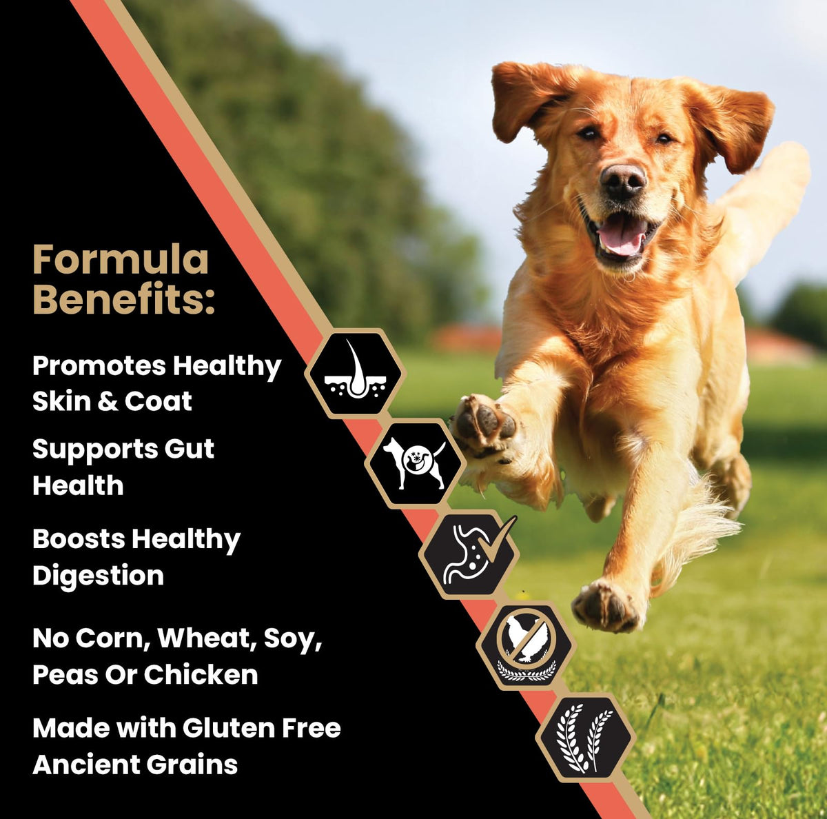 Salmon Meal & Brown Rice Dog Food, 30 lb X1913